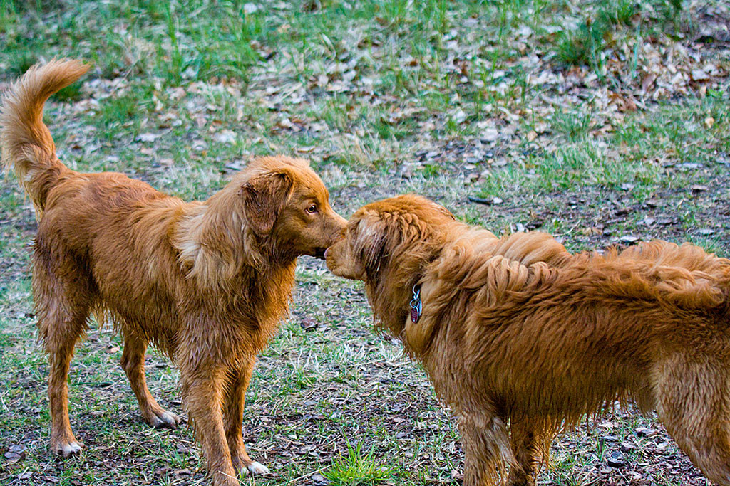 Edison und Etu beschnuppern sich