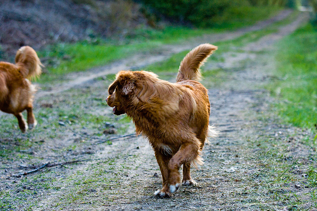 Edison schaut sich nach Etu um, der an ihm vorbeiläuft