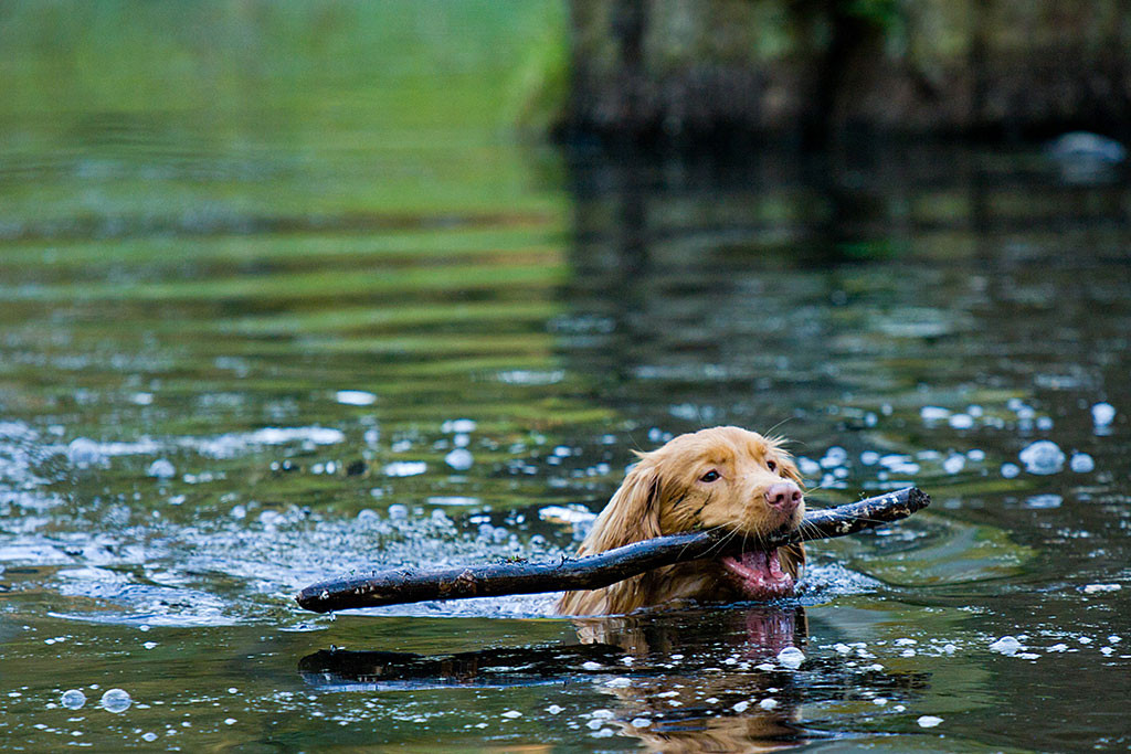 Etu holt den ersten Stock aus dem Wasser