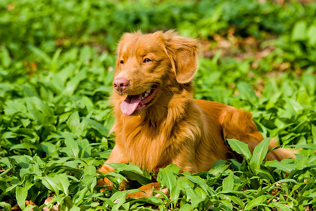 Edison liegt in einem Bärlauchfeld und grinst in die Sonne