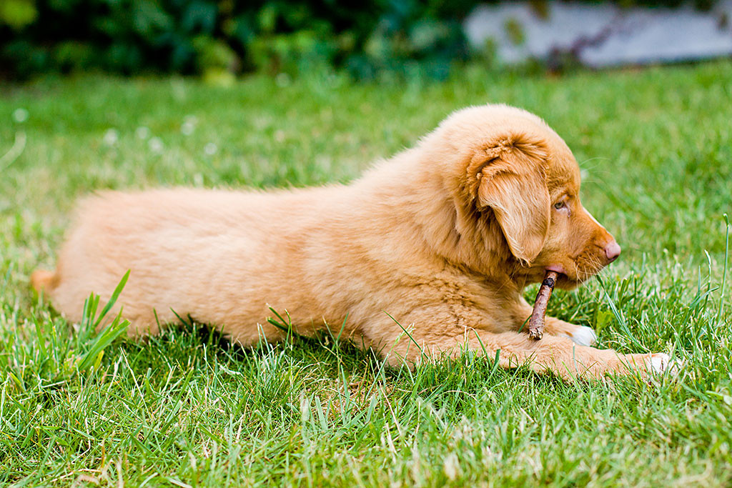 Edison liegt auf der Wiese und kaut auf einem Stöckchen