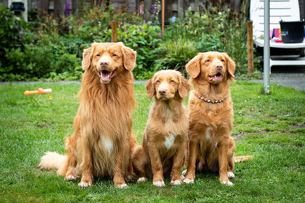 Newton sitzt zwischen Papa Edison und Mama Suzy auf dem Rasen