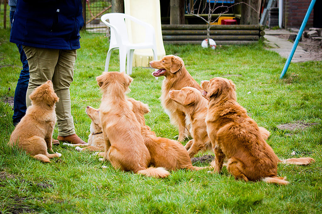 Edison und sechs weitere Toller schauen zu Kelly hoch