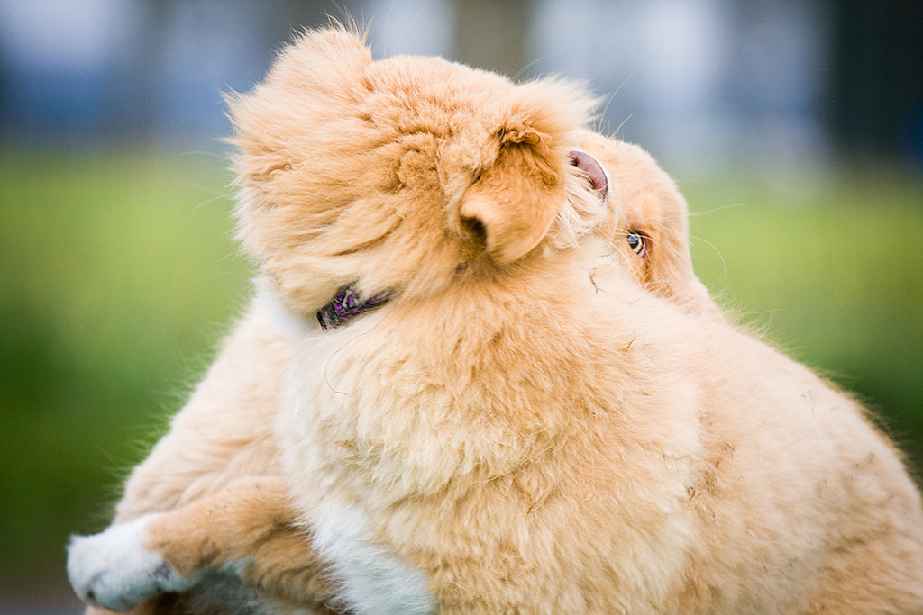 Keet und Kees spielen zusammen, ihre Köpfe sind dabei eng ineinander verschlungen