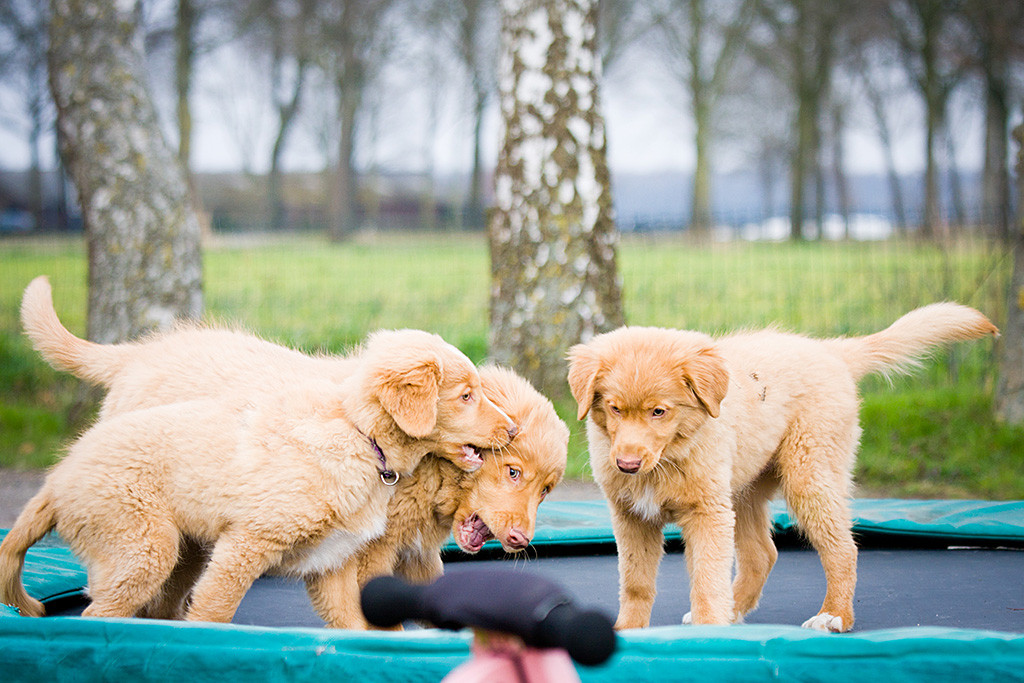 Keet, Kees und Baer spielen zusammen auf dem Trampolin