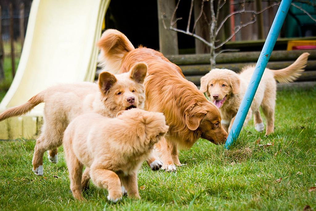 Edison in Mitten drei seiner Zöglinge, wovon zwei miteinander spielen