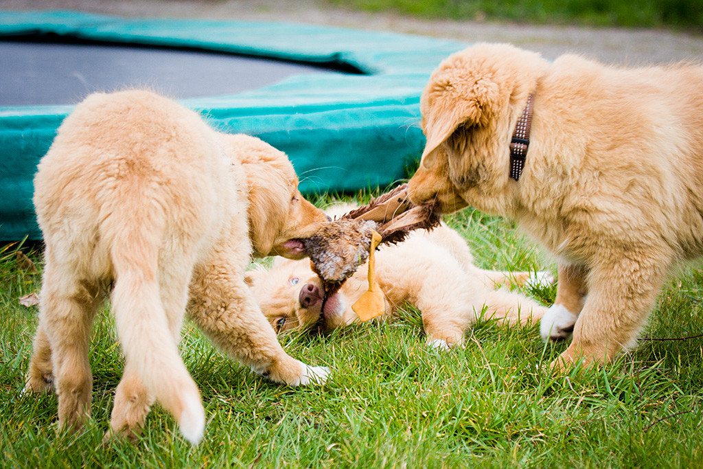 Baer, Chap und Kees ziehen alle zusammen an einem Stofftier