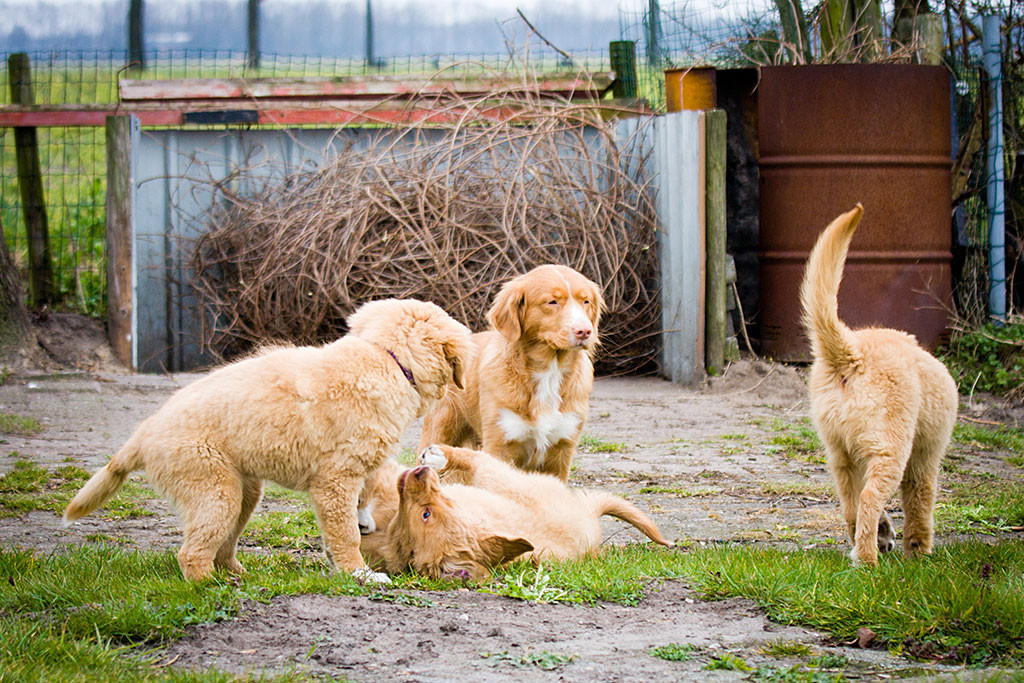 Gwenny in Mitten drei ihrer Zöglinge, wovon zwei miteinander spielen