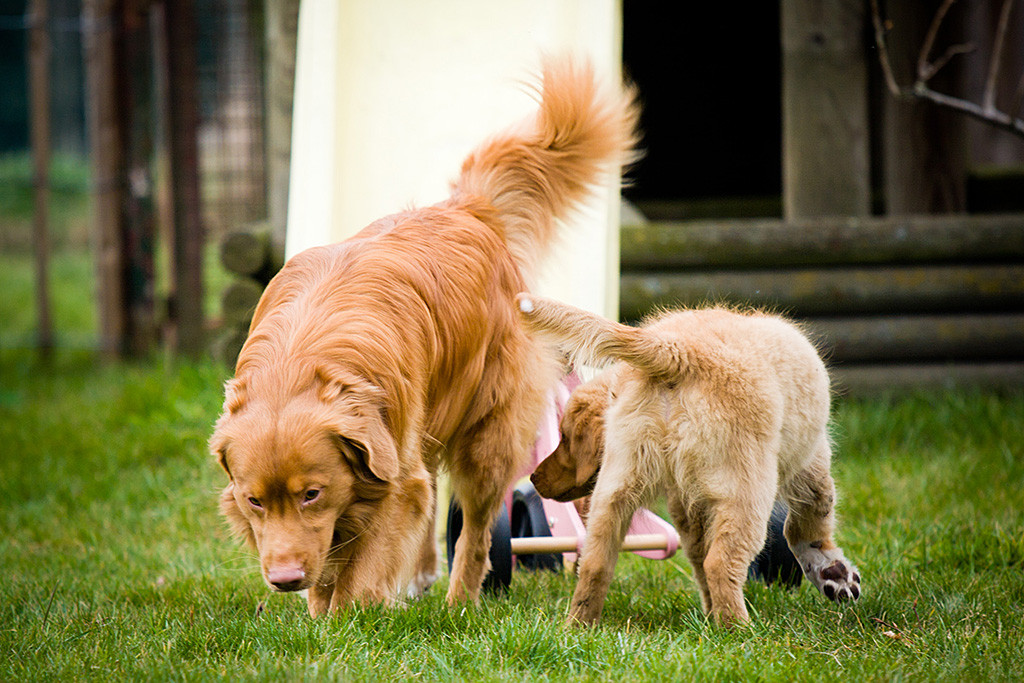 Edison wird von Keet beschnüffelt