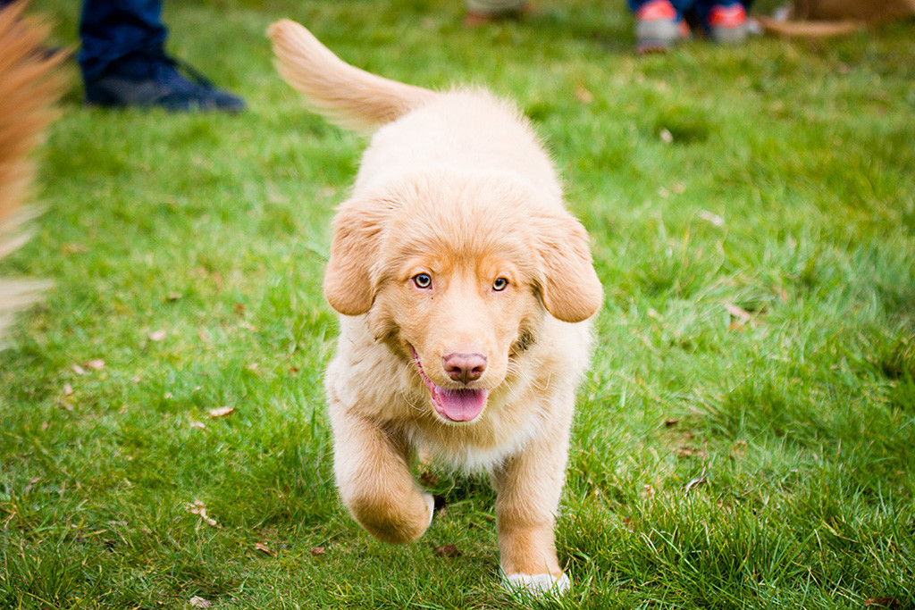 Kees läuft verschmitzt guckend auf die Kamera zu