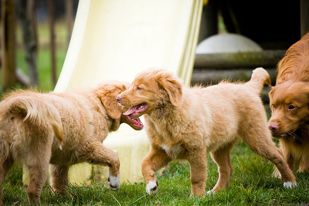 Edison beschnüffelt Lit während diese an Keet vorbeiläuft
