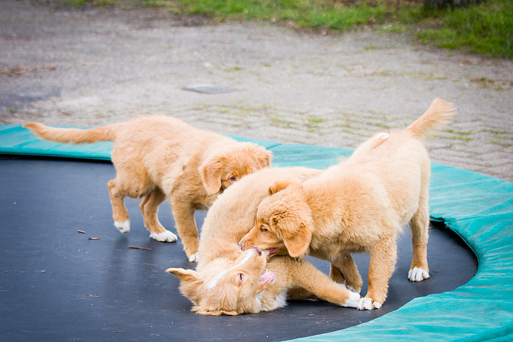 Kees, Lit und Keet spielen auf dem Trampolin miteinander