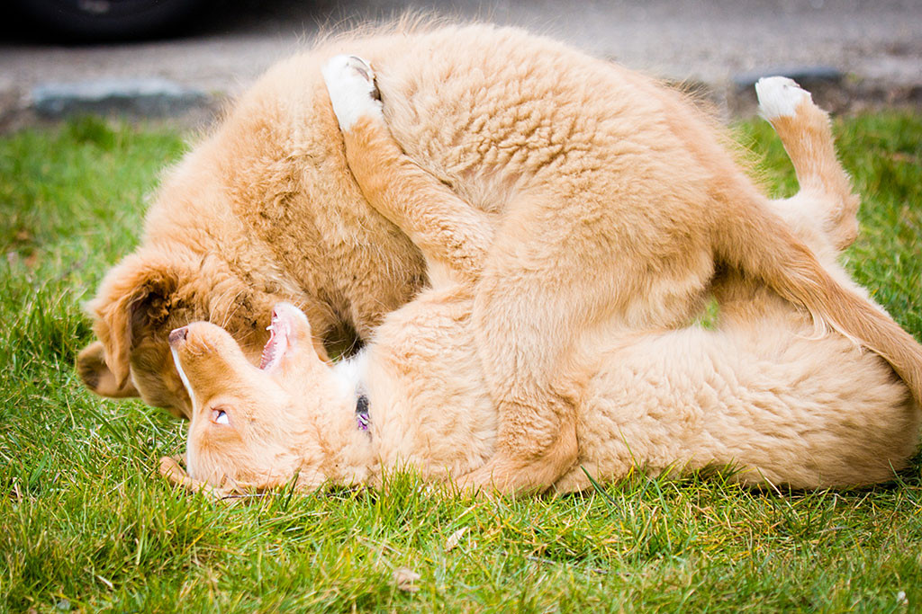 Kees steht über Keet, der auf auf dem Rücken liegend versucht sich zu wehren