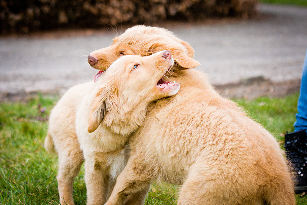 Keet und Kees Kopf an Kopf während sie gegenseitig versuchen dem anderen am Ohr zu kauen