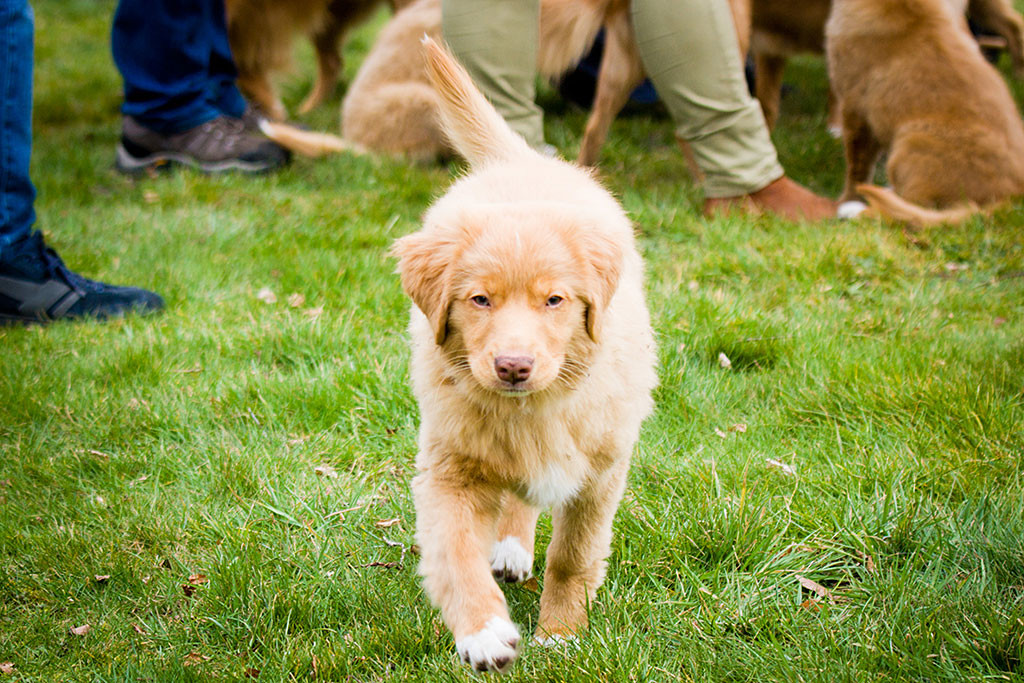 Baer läuft ernst guckend auf die Kamera zu