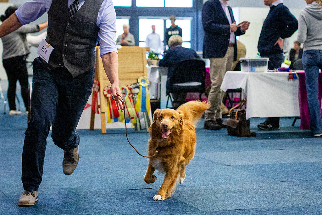 Newton läuft an Stephans Seite freudig durch den Ring direkt auf die Kamera zu