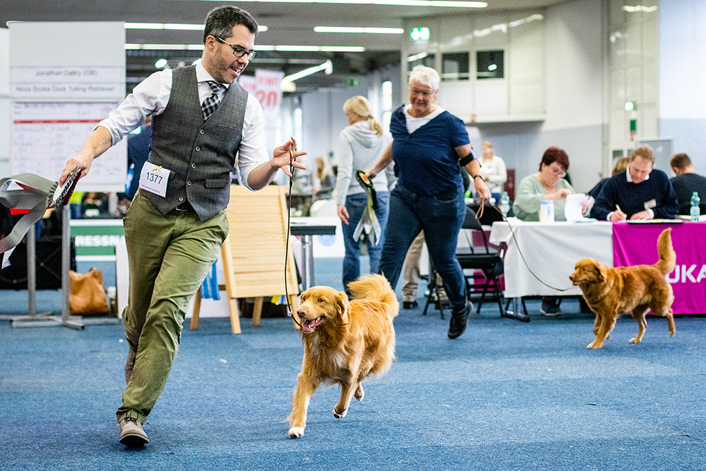 Newton und die BOS-Hündin drehen eine Ehrenrunde durch den Ring