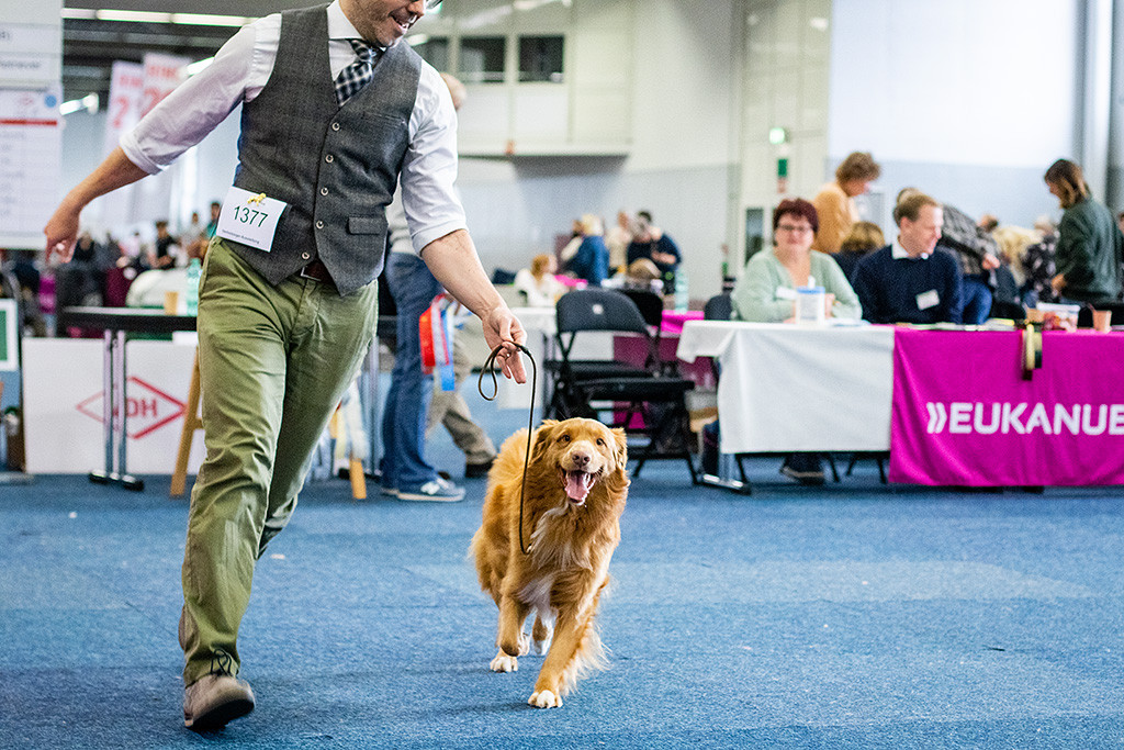 Newton läuft freudig an Stephans Seite durch den Ring