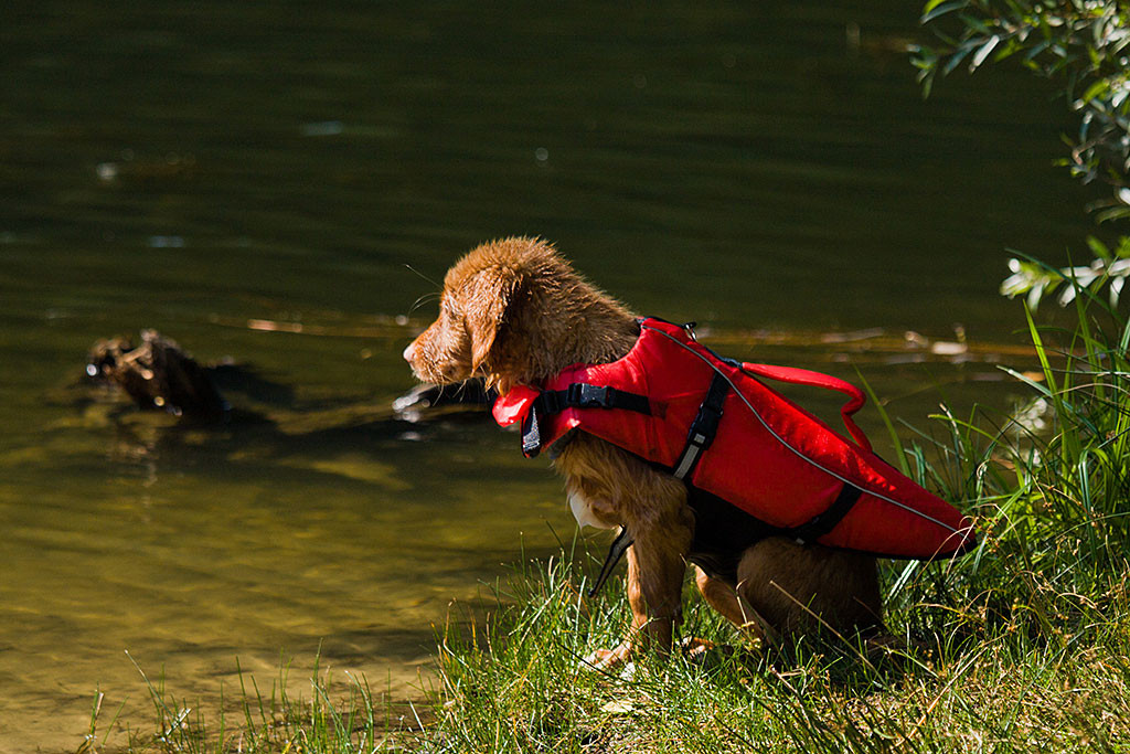 Edison sitzt am Ufer und wartet bis er endlich ins Wasser darf