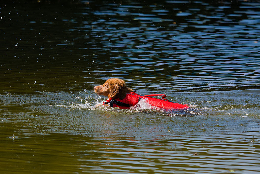 Edison schwimmt zu seinem Spielzeug