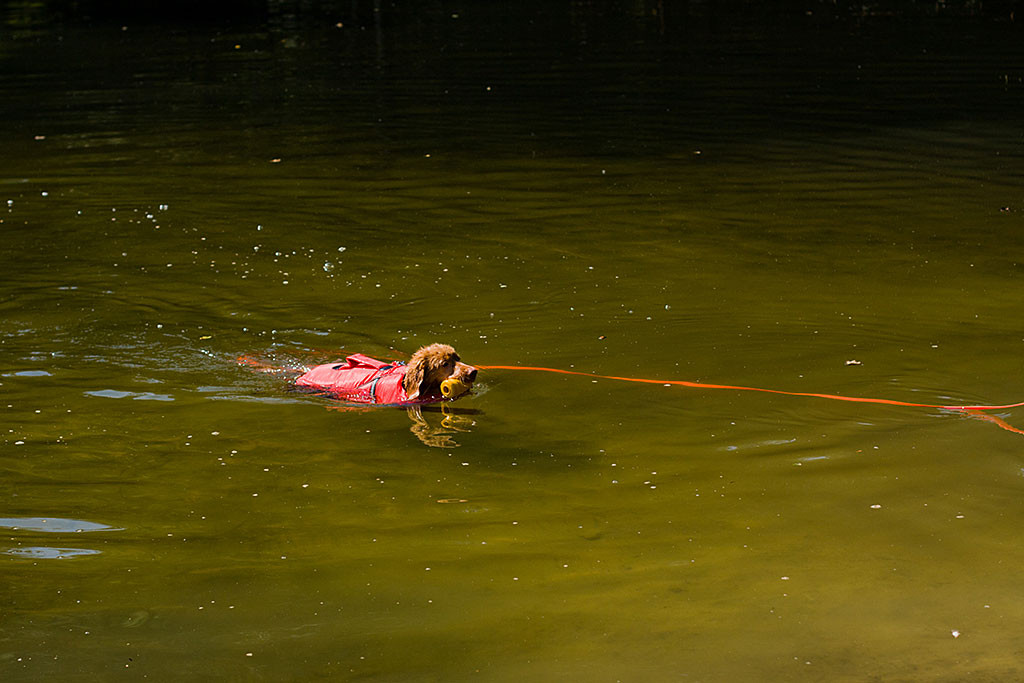 Edison schwimmend an der Schleppleine mit seinem Wasserspielzeug im Maul