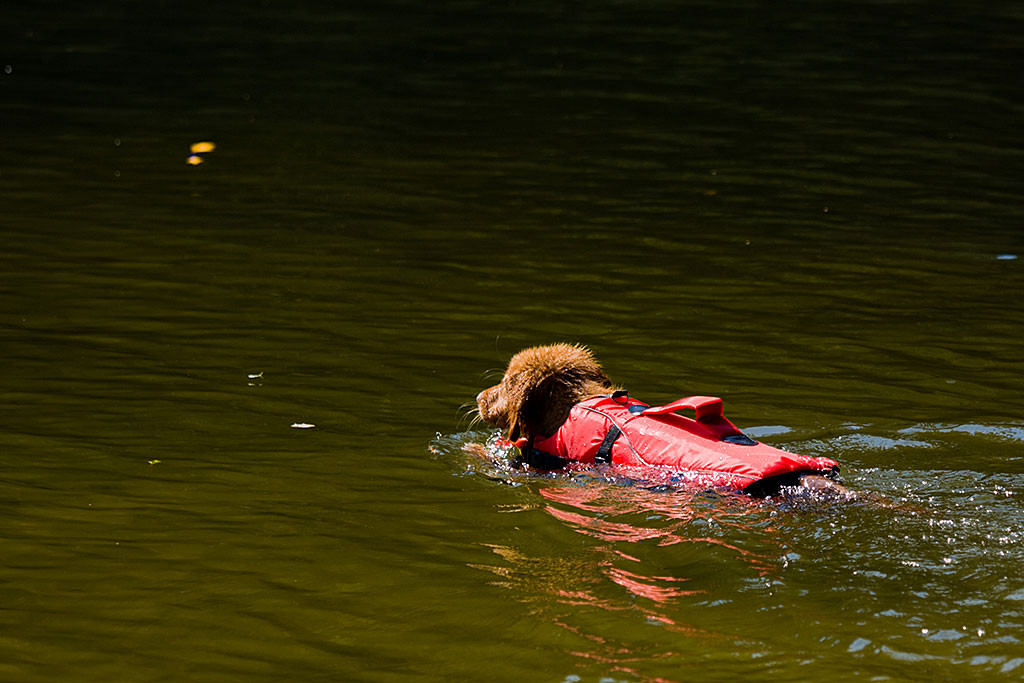 Edison fokussiert sein Spielzeug und schwimmt hin