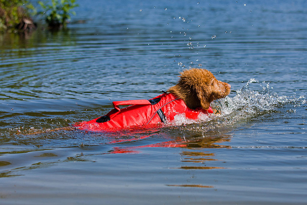 Edison macht große Paddelbewegung, so dass das Wasser spritzt