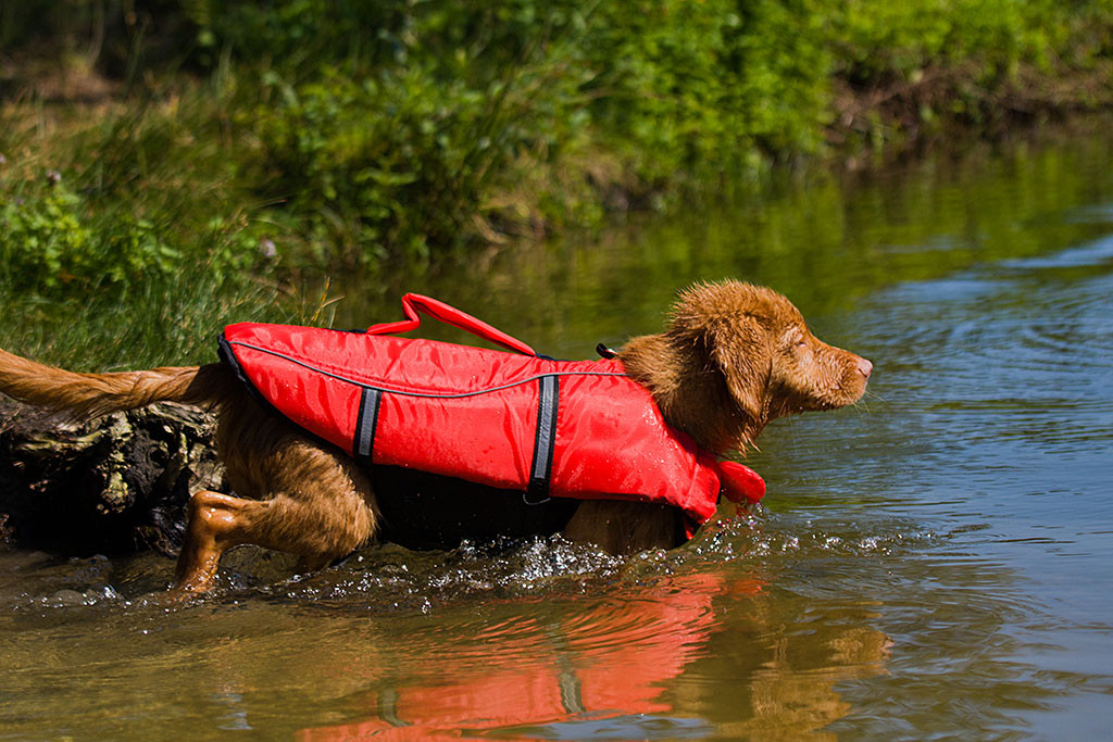 Edison taucht ins Wasser ein