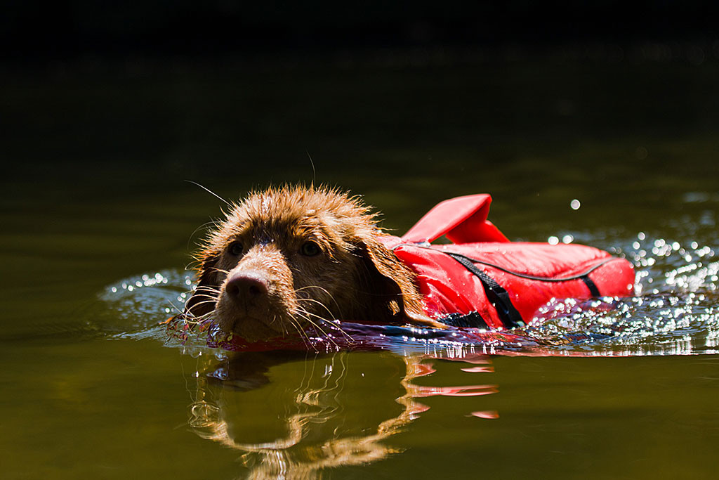 Edison schwimmt eine Runde im See