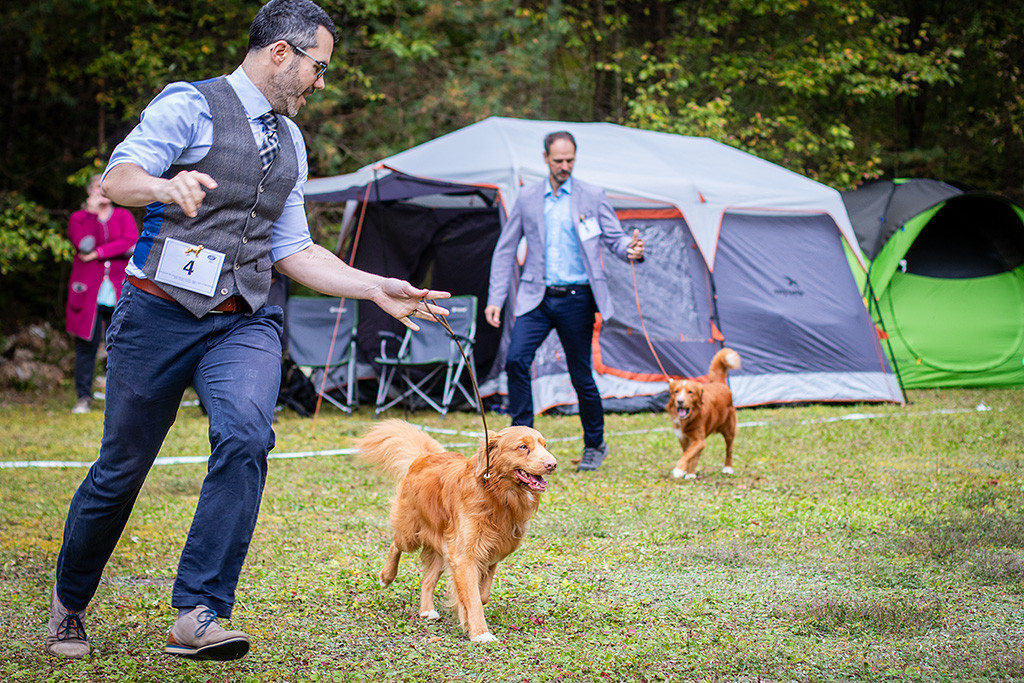 Newton und Toller Cosmo laufen gemeinsam durch den Ring und zeigen ihr Gangwerk