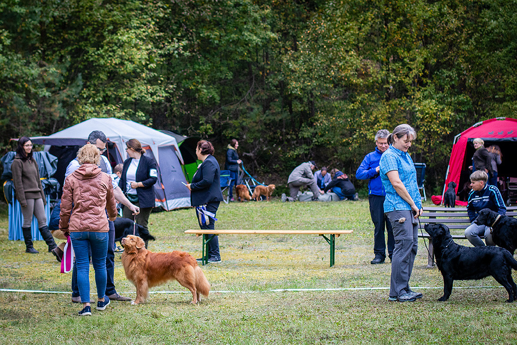 Edison steht aufgereiht mit dem schwarze Labrador Retriever im Ring, dabei schaut sich Richterin Kati Heiskanen Edison nochmal genau an
