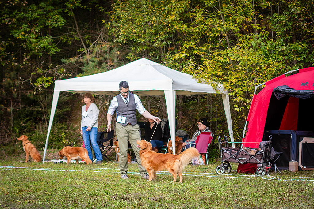 Newton steht in perfekter Pose im Seitenprofil im Gras und schaut dabei hoch zu Stephan