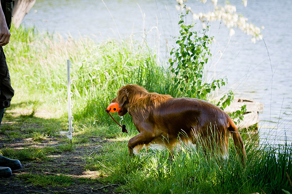 Edison mit Dummy im Fang auf dem letzten Meter zurück zu Stephan, das Wasser läuft an ihm herunter