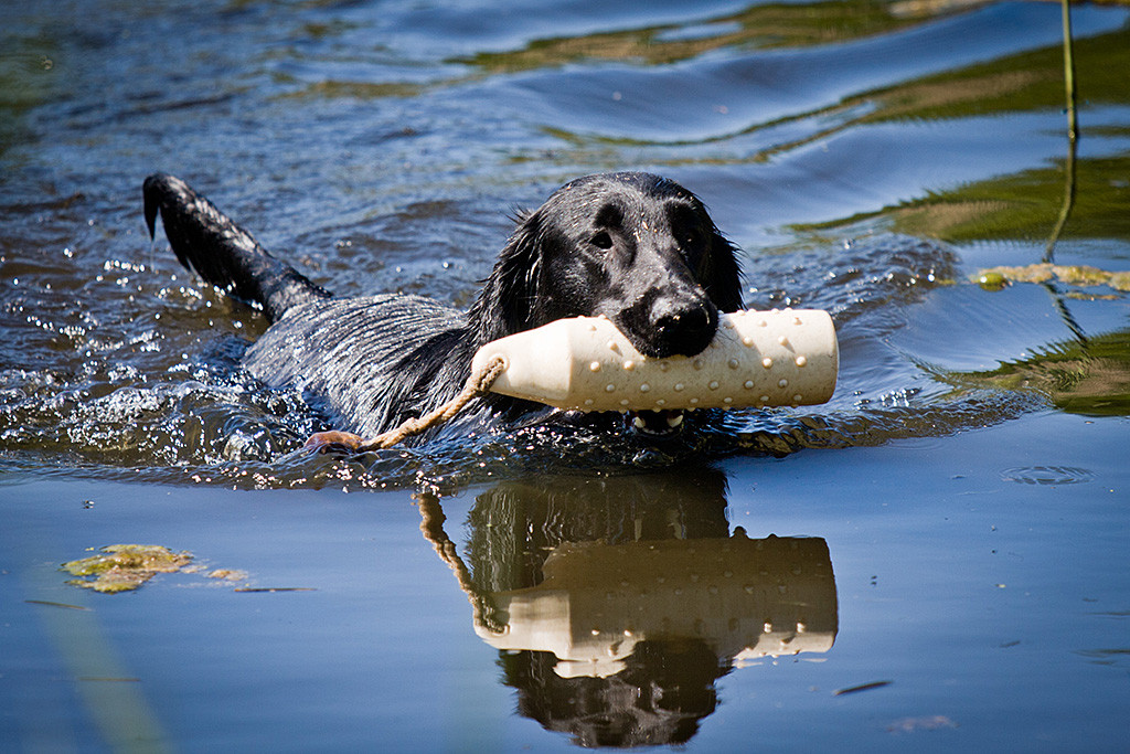 Ivy läuft mit Dummy im Fang durchs Wasser
