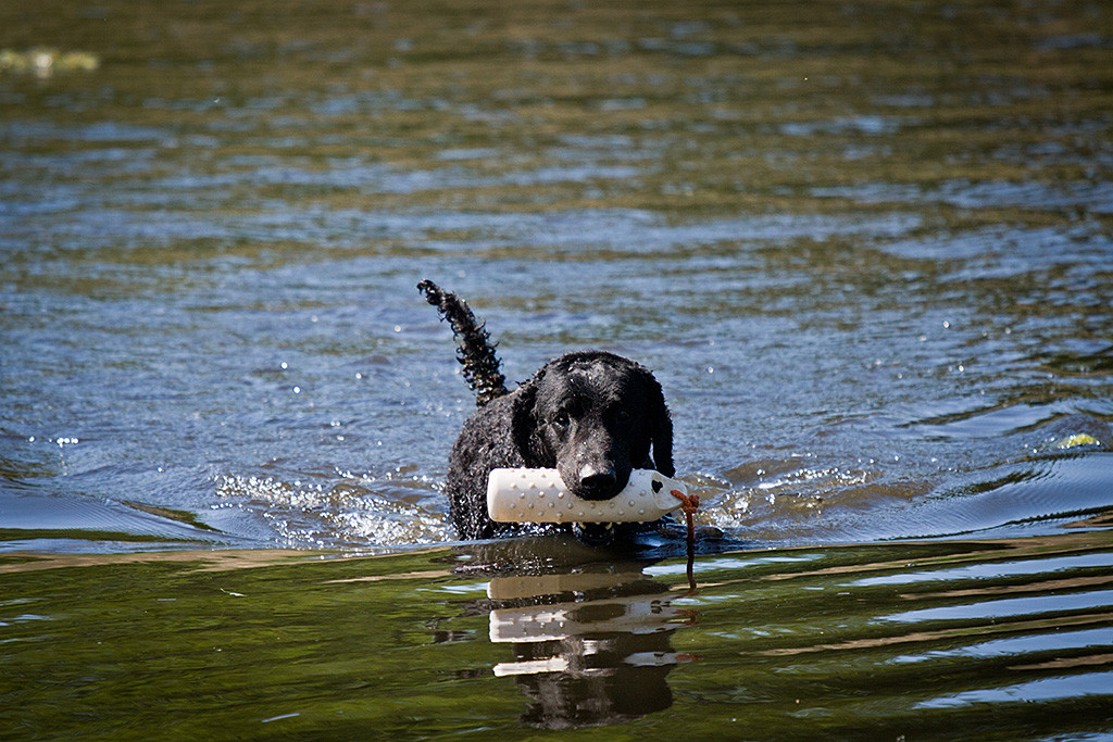 Samu läuft mit Dummy im Fang durchs Wasser