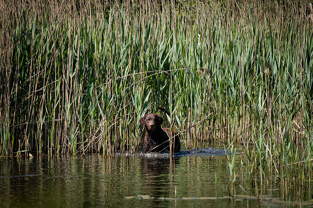 Cody steht im Schilf und fragt seine Besitzerin, was zu tun ist