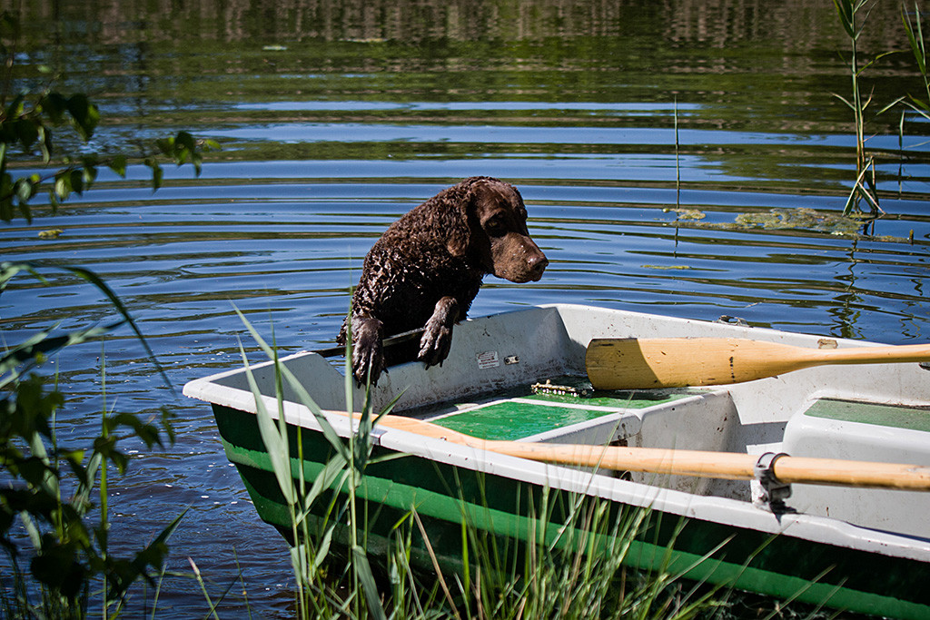 Leo versucht aus dem Wasser ins Ruderboot zu steigen