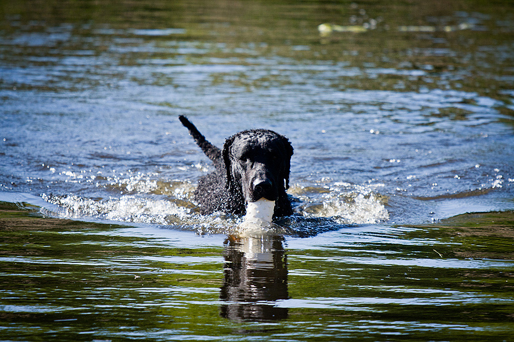 Samu apportiert einen Dummy wie eine Zigarre aus dem Wasser