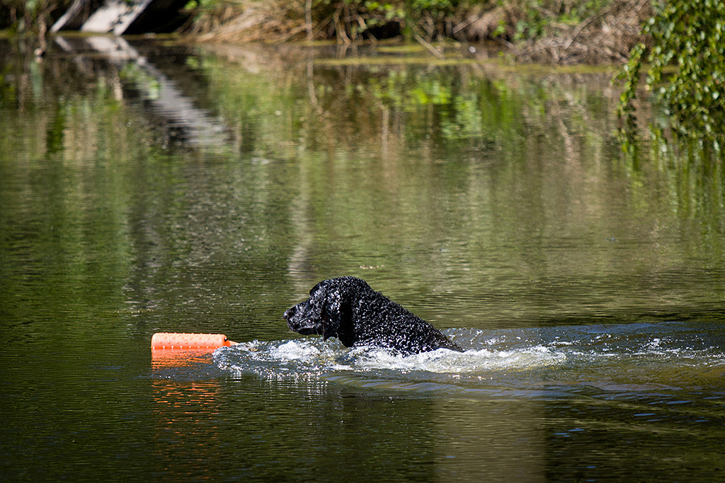 Samu schwimmt dem Dummy entgegen