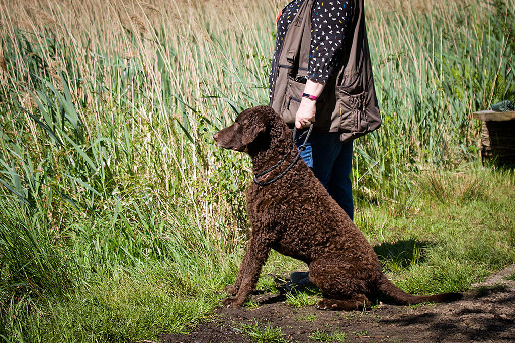 Cody sitzt neben Andrea, die ihn mit der Leine sichert