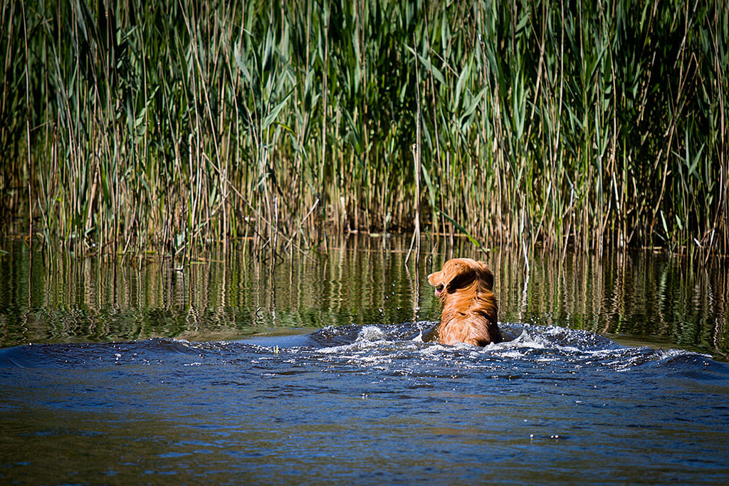 Edison schaut im Wasser nach links