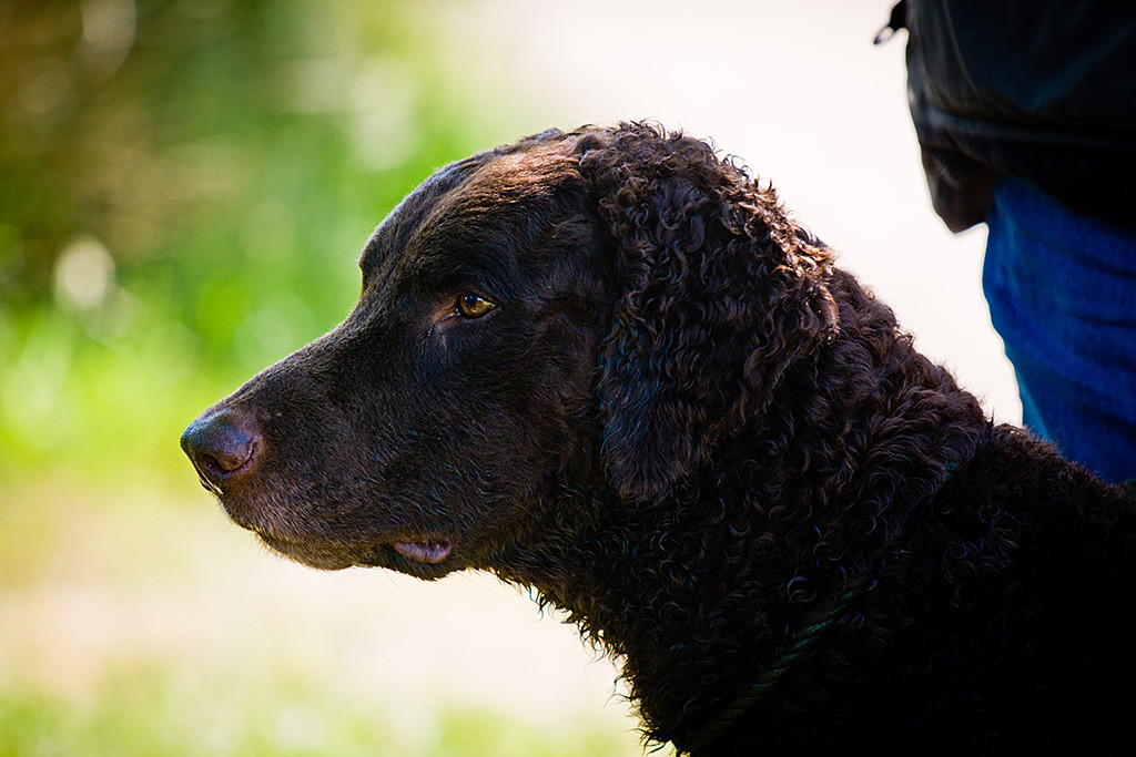Curly Coated Retriever »Cody« sitzt neben Andrea und blickt fokussiert nach vorn