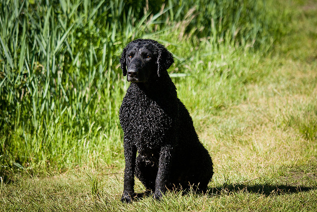 Ein Curly sitzt im Gras und schaut erwartungsvoll nach vorn