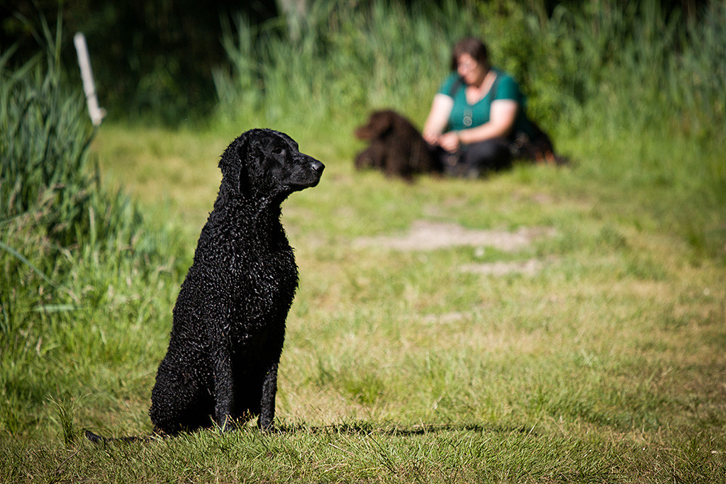 Ein Curly sitzt alleine und wartet auf sein Herrchen