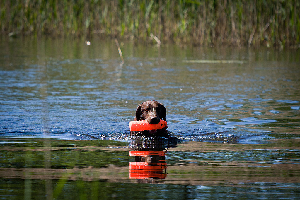 Leo schwimmt mit Dummy im Fang