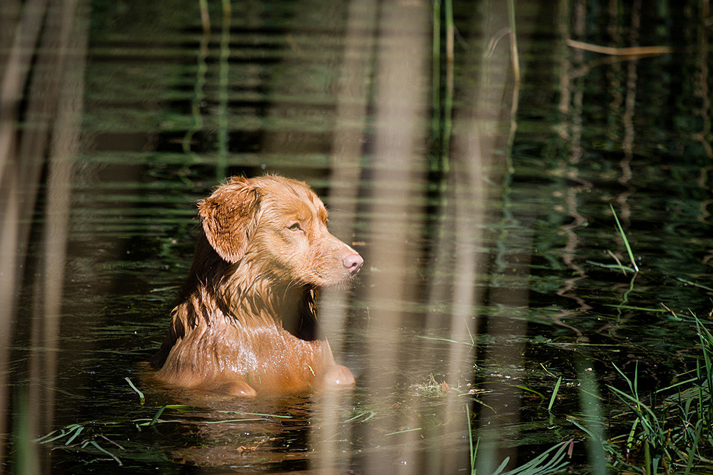 Edison bleibt im Wasser fast aufrecht stehen und schaut ganz interessiert