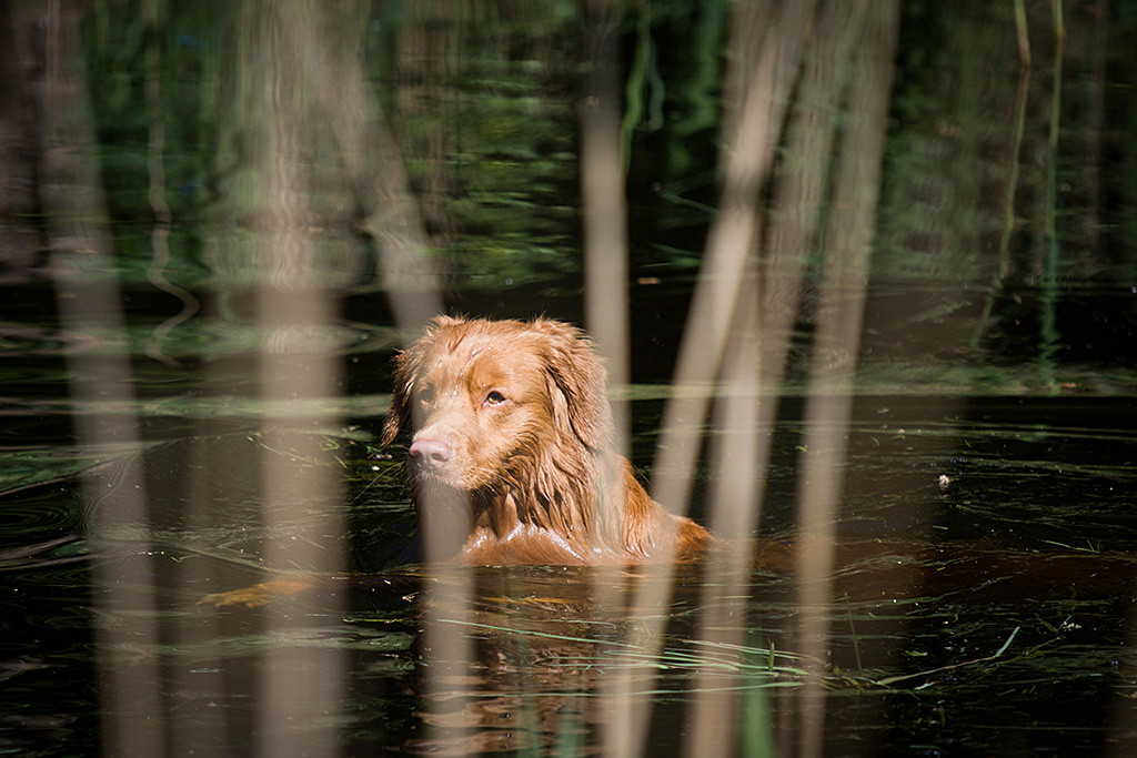 Edison schwimmt im Wasser auf der Stelle und schaut dabei zu Stephan rüber