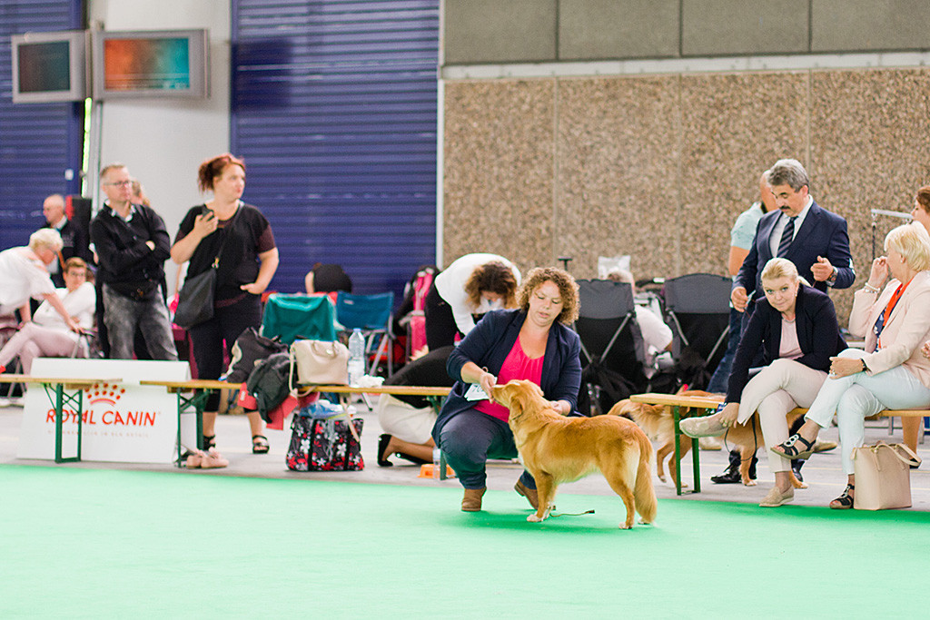 Edisons Tochter Keet steht vor Kelly im Ring und wird in der Puppyclass ausgestellt