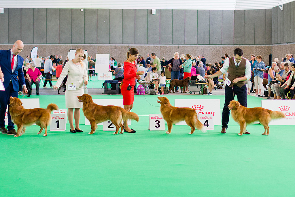 Edison auf Platz vier steht in der Championklasse neben Charlie auf Platz 3, Toto auf Platz 2 und Rider auf Platz 1