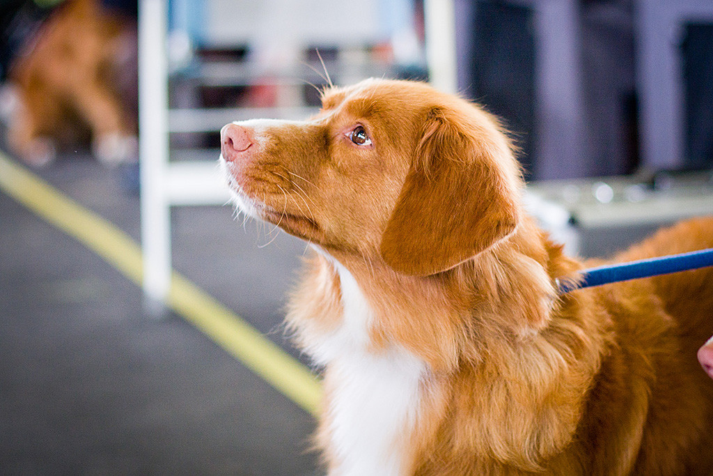 »Alba Nuadh Abby Na Mayla« im Seitenprofil